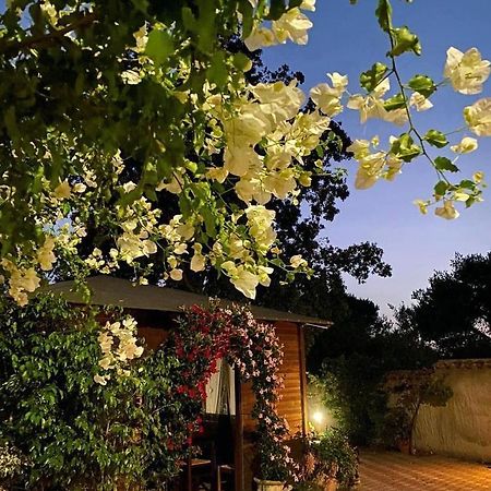 B&B Il Girasole SantʼAnna Arresi Exteriör bild
